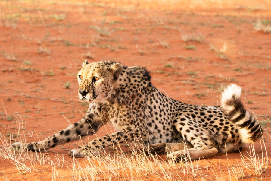 3-day / 2-night safari (Tsavo East, Amboseli)