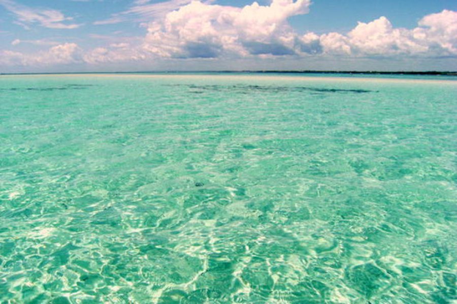 Blue Safari at Mida Creek