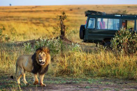 Kenya Safari: When to Go, How to Prepare, and What to Expect with Safari Horizon