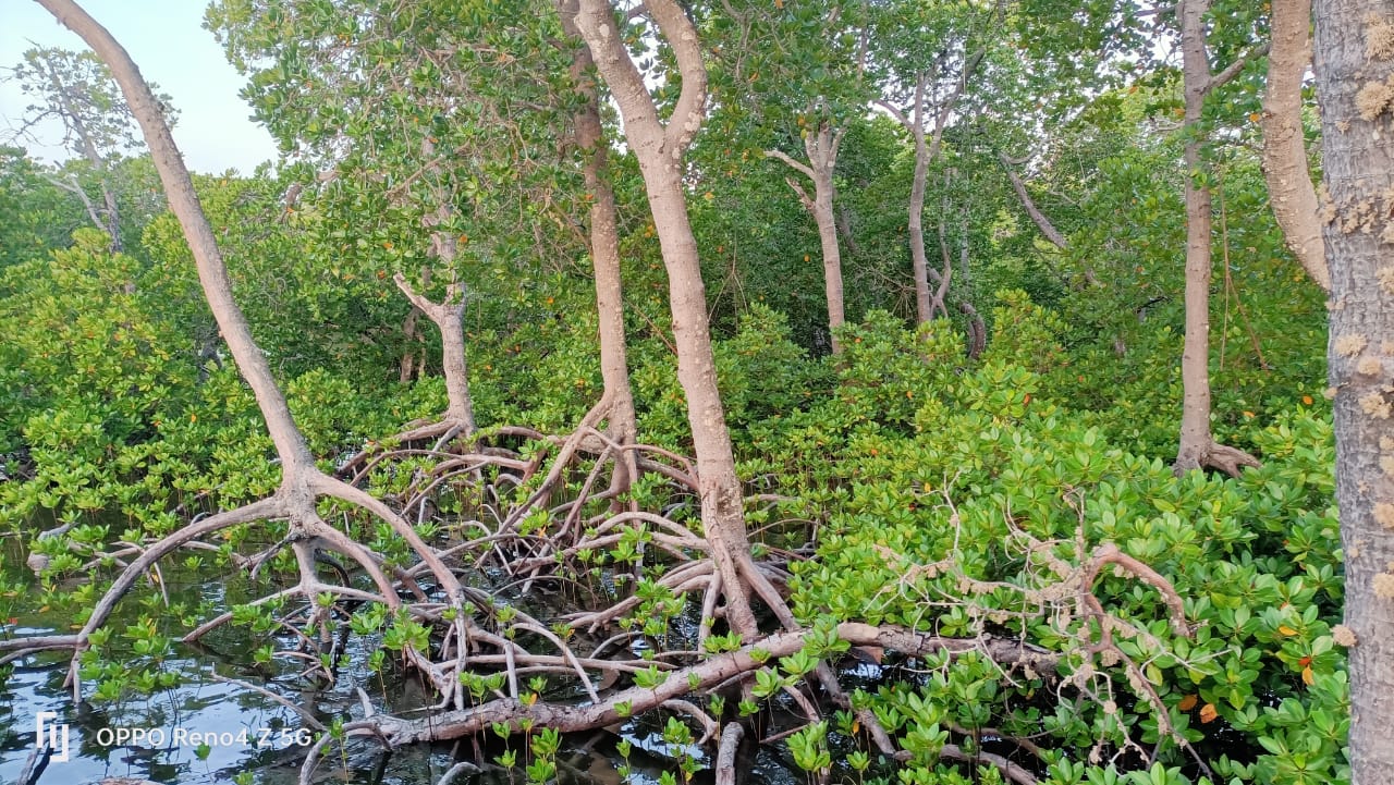 Mangroves by canoe